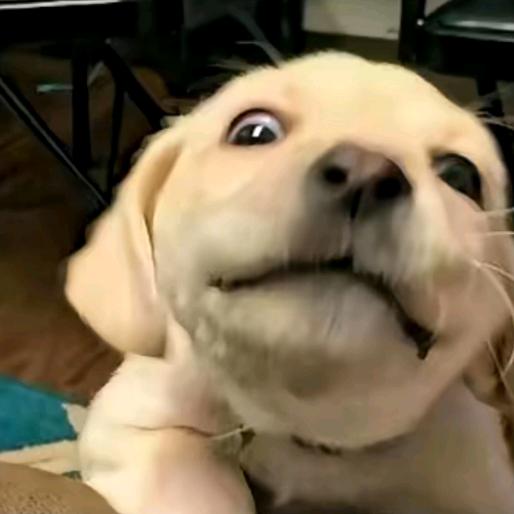 小晨晨晨晨晨