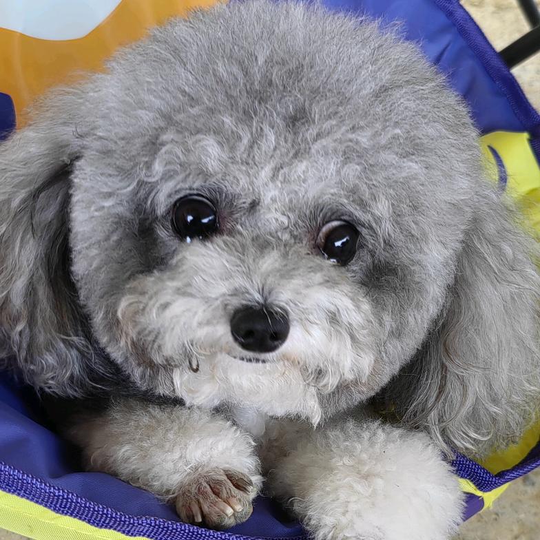 爱犬食语（馋汪补给站）