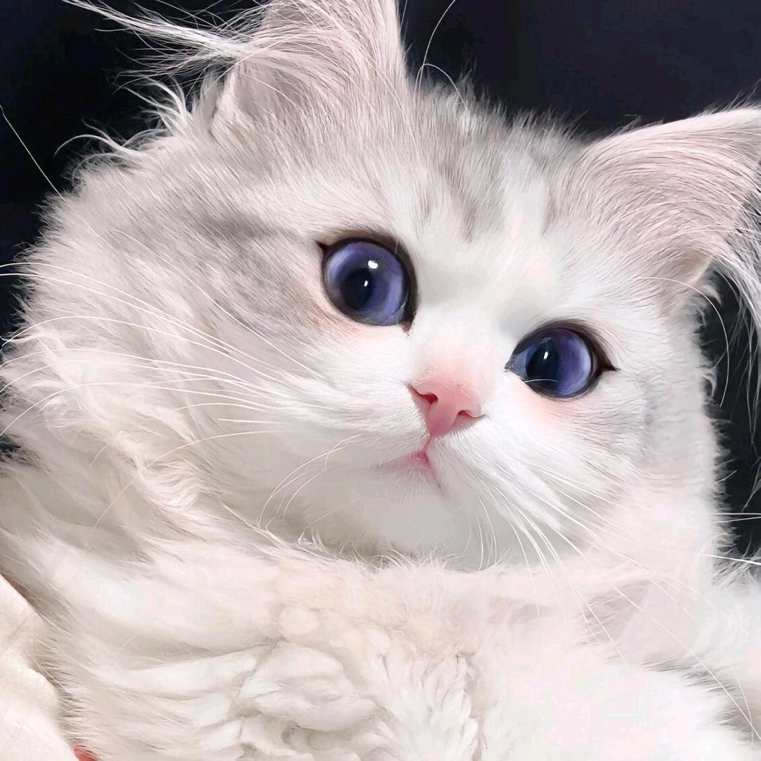 雅💖💖💖💖🌹🌹🌹