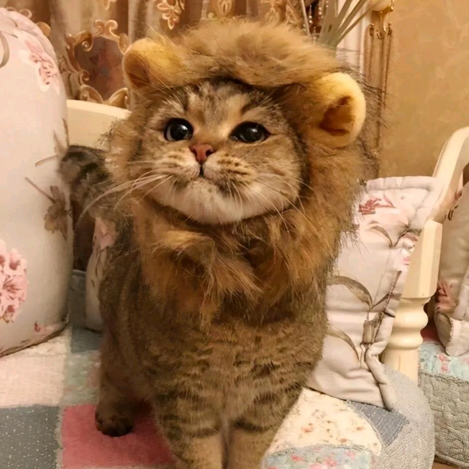 大猫z €