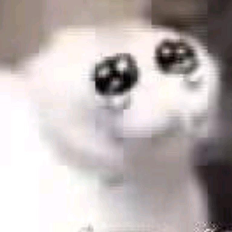 墙头儿儿