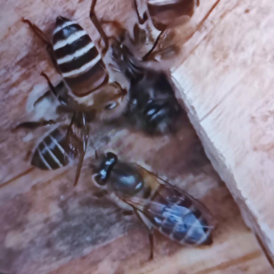 大别山雷氏中蜂养殖