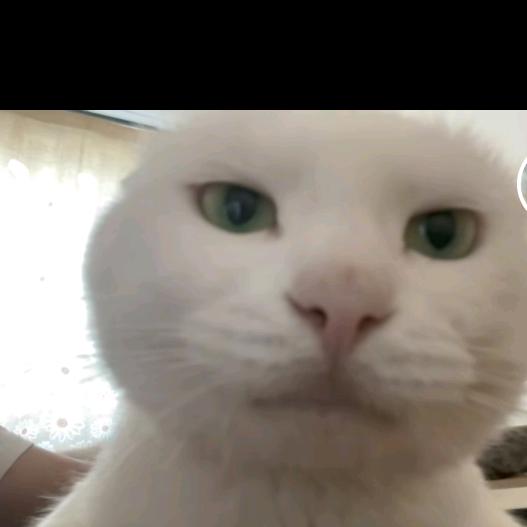 战狼