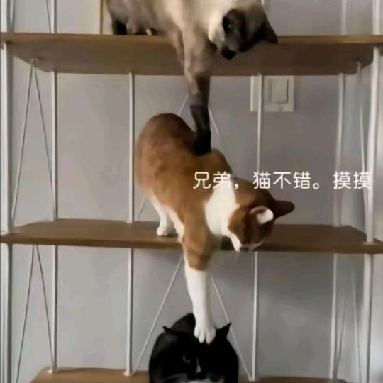 山梨酸钾 PRIME