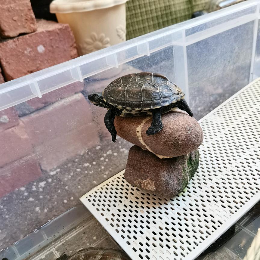 一张红叶