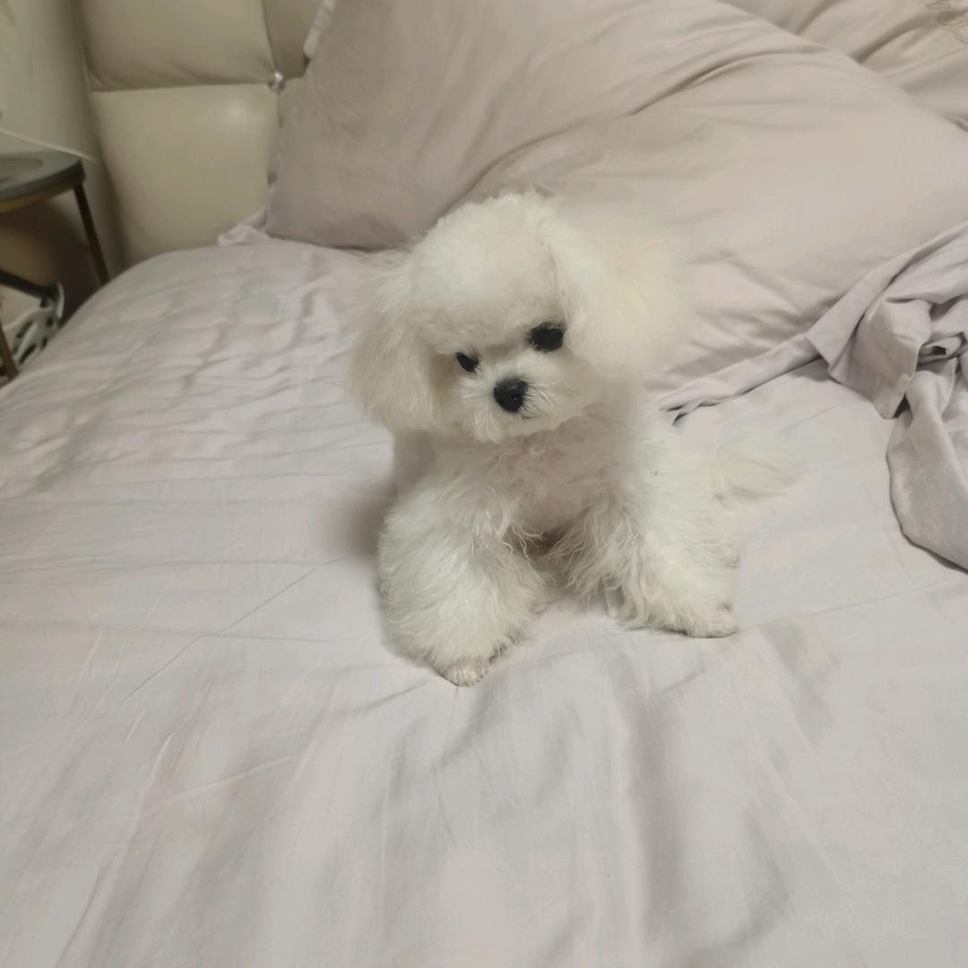 张小云