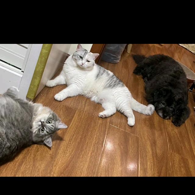 小溜子和小纹子