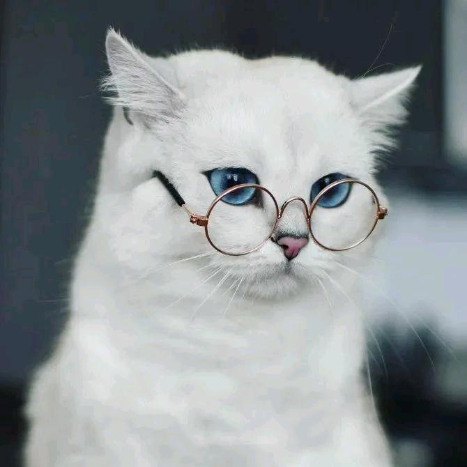 小小猫妹妹
