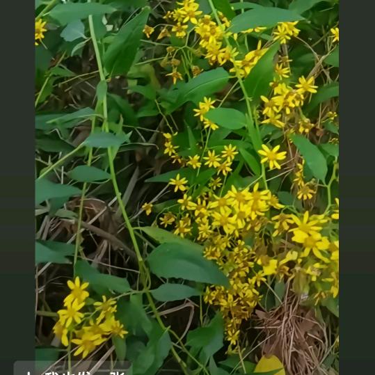 守护