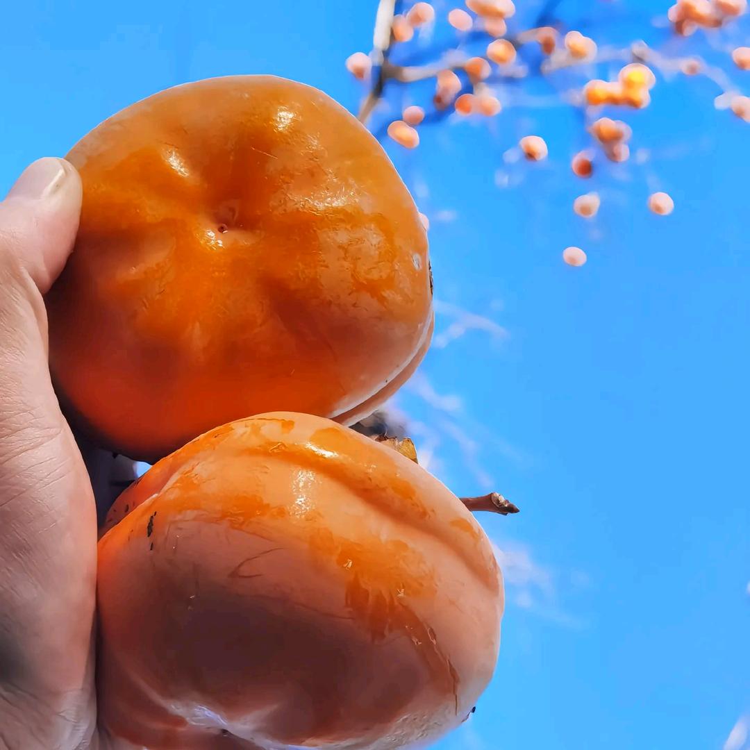 岁岁年年柿柿红