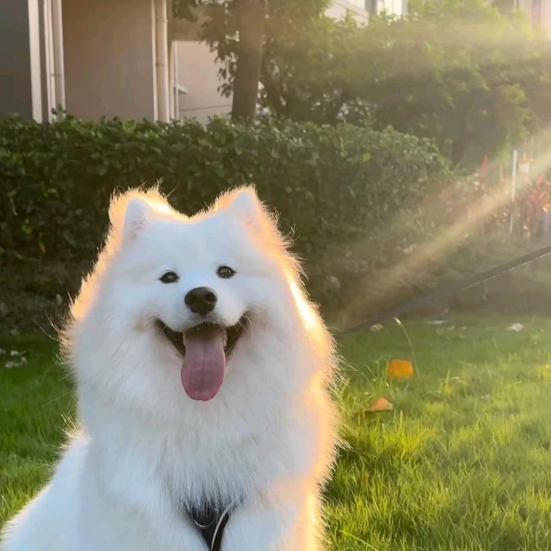 小啊狗