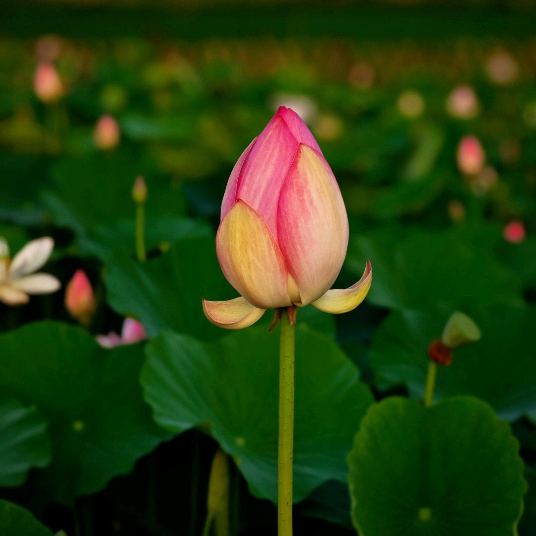 老中医化妆品清徐店