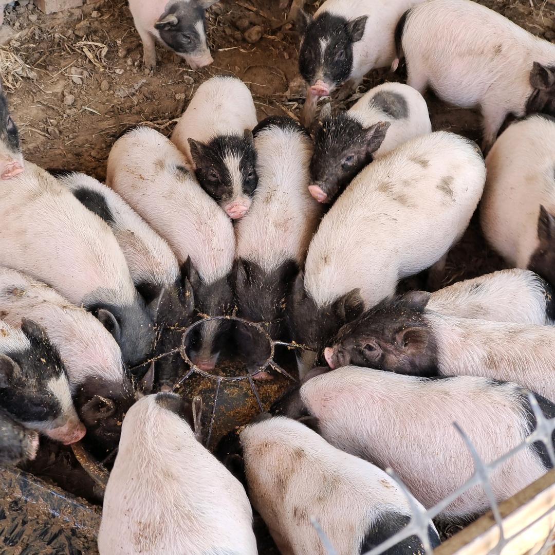 光头哥散养纯种巴马小香猪