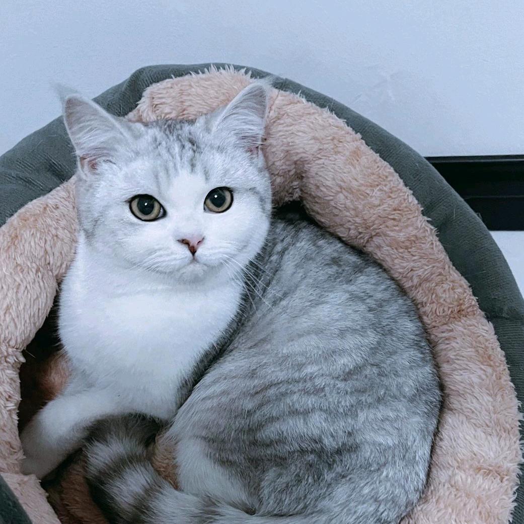 无锡猫狗小站（卖猫狗的）