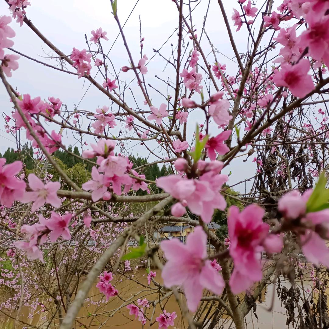 君君