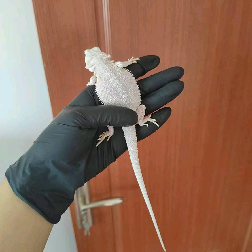RF爬宠日常