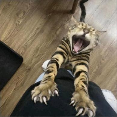 我爱刘煊