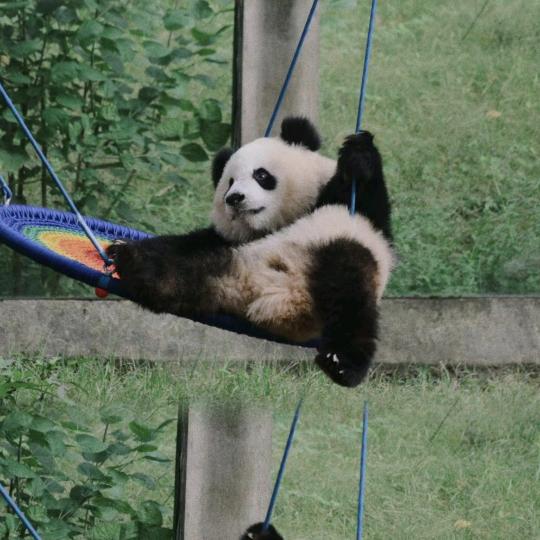 西柚柚又🦈ˣʸ