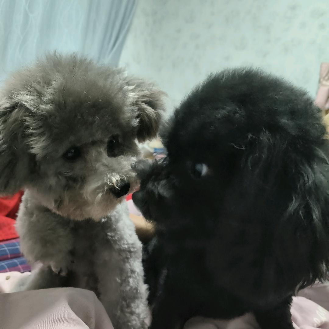 五福临门