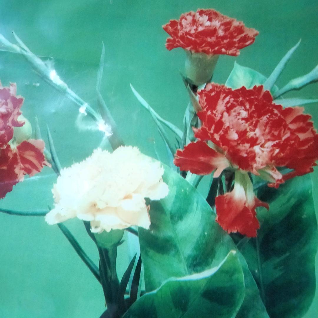 芹