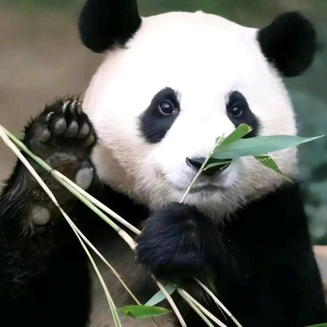 妙伊✨