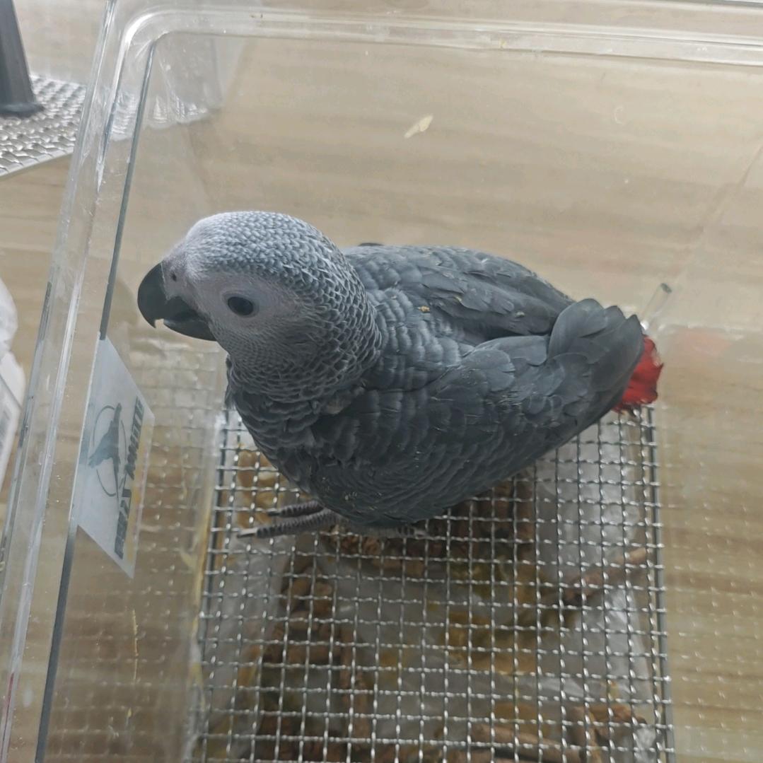 徕鹉鸟舍