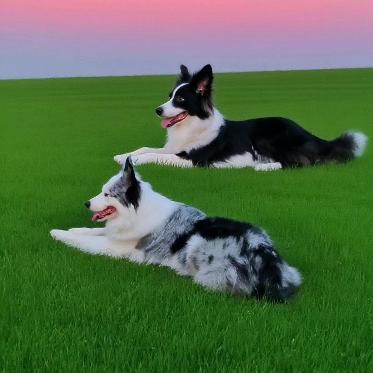 边牧拉丁和夏天