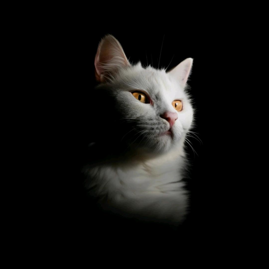 宇宙九天十地至尊无敌最魅力酷炫温柔文明人