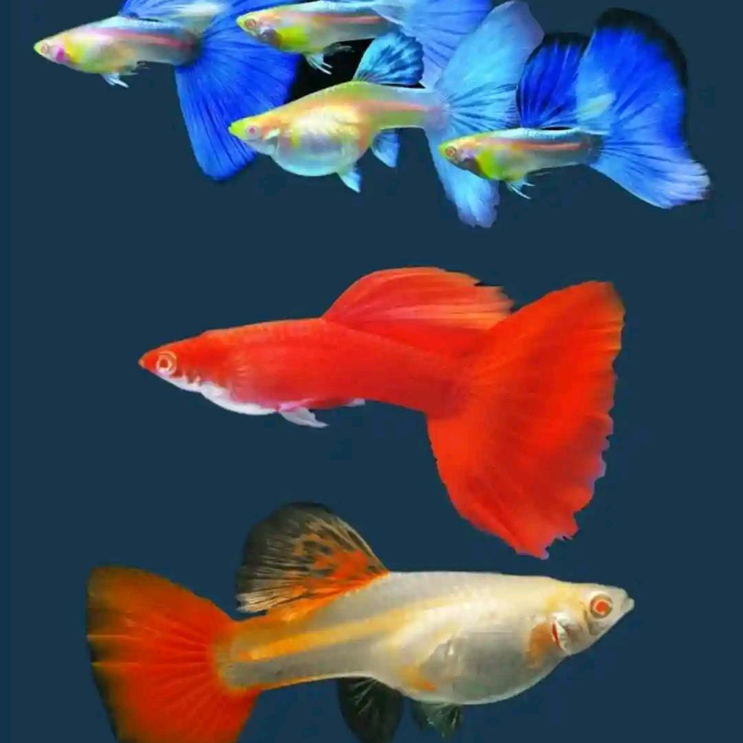 浩灏孔雀鱼