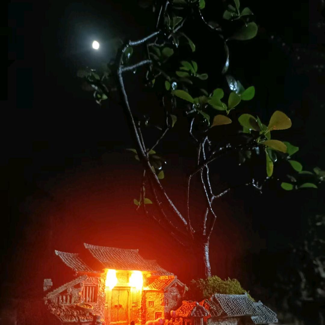 铭花阁盆景