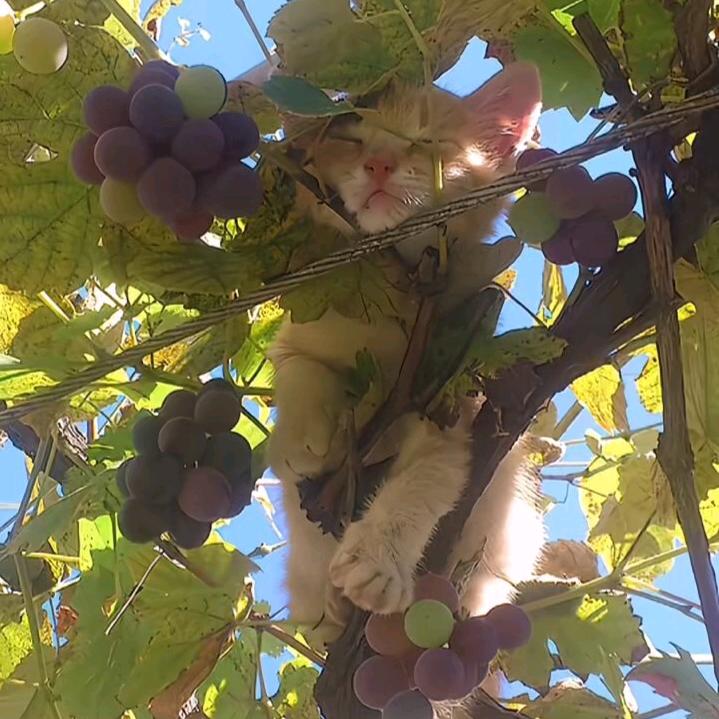 橘猫