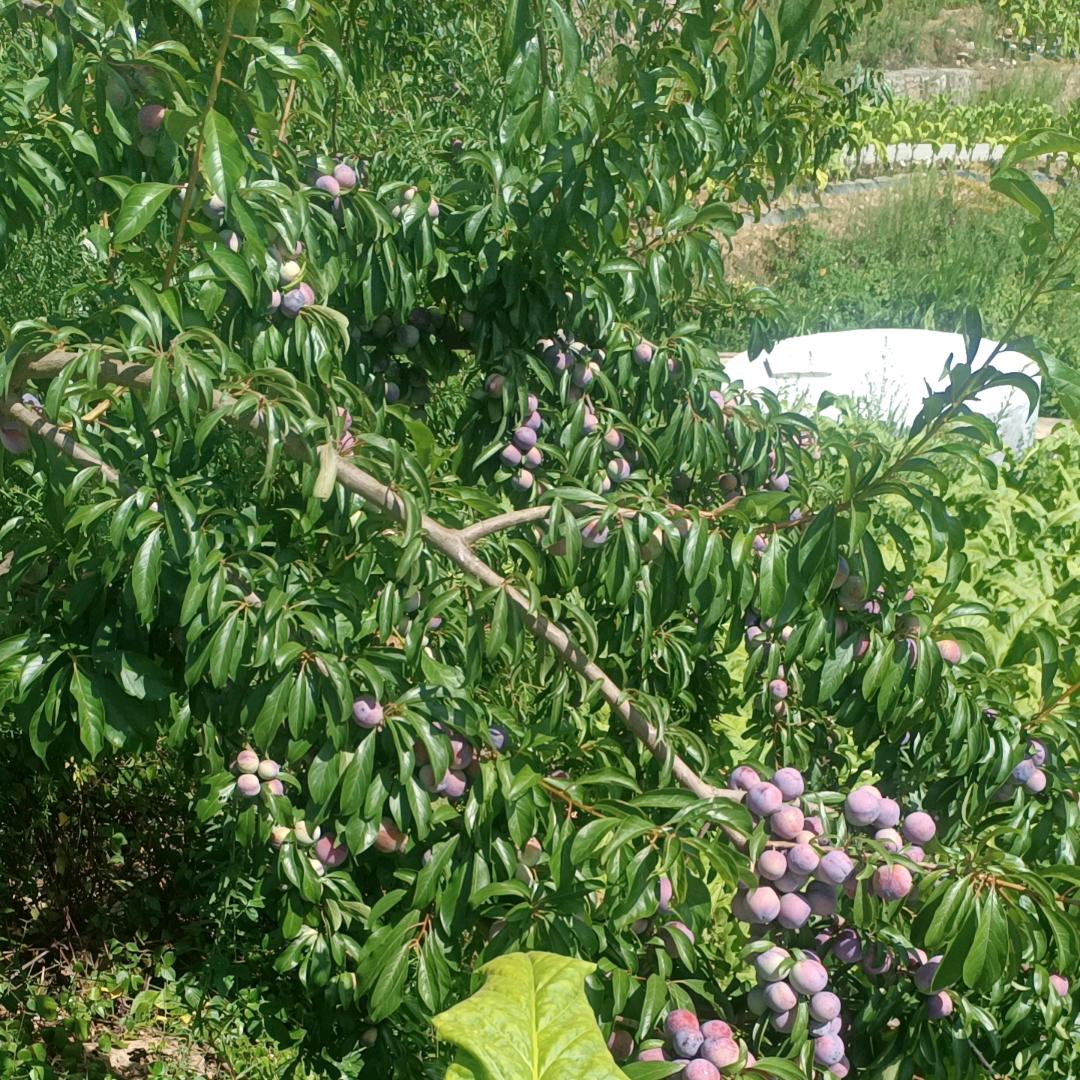 我是一个新手主播