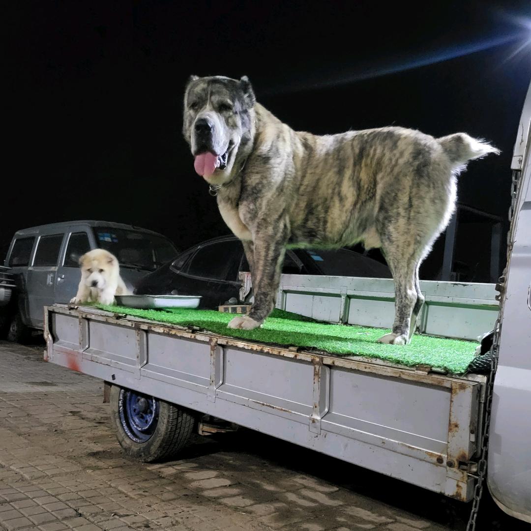 中亚猛犬