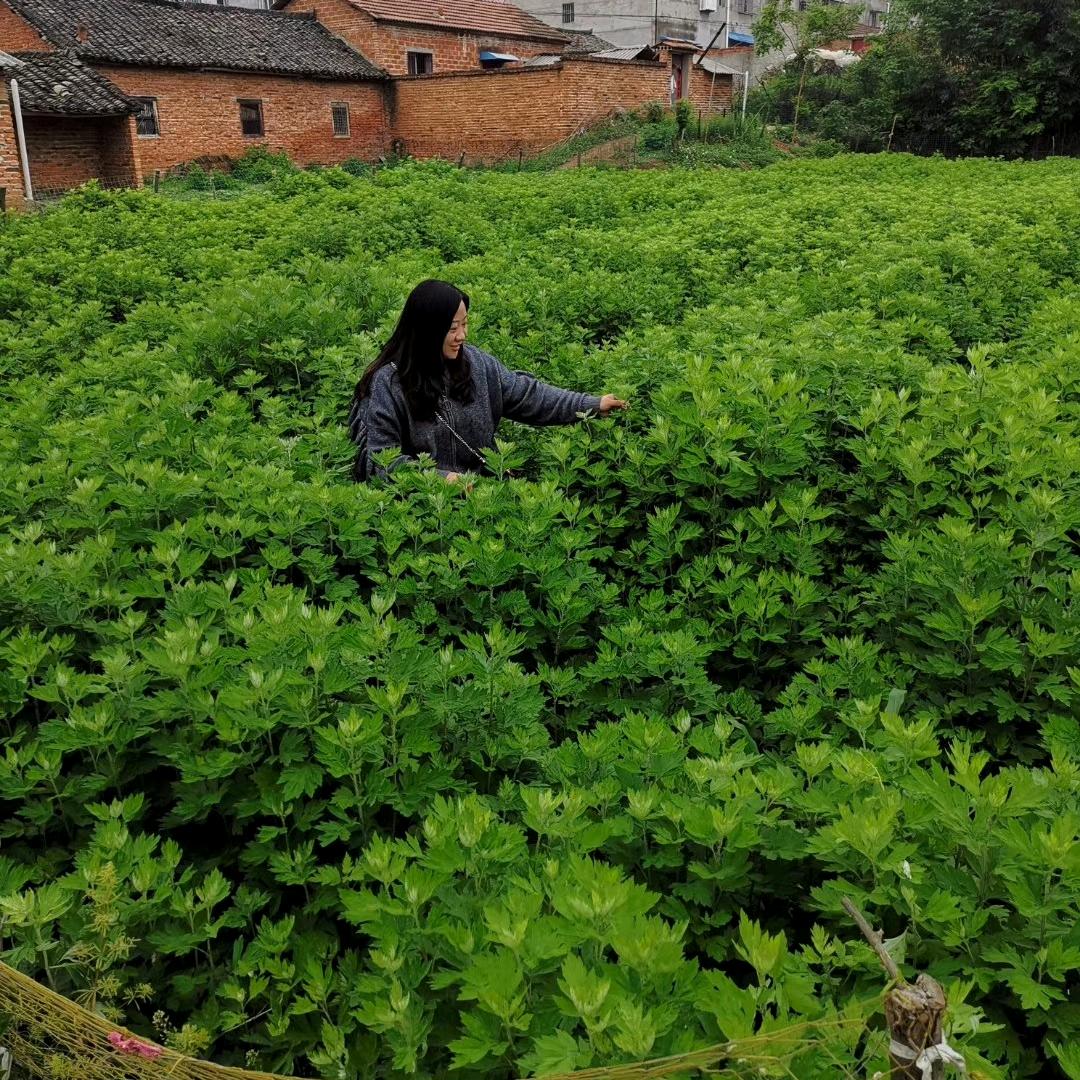 艾草小姐姐