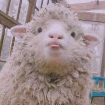 🐑咩
