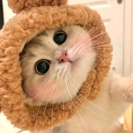 吹吹人间发财风