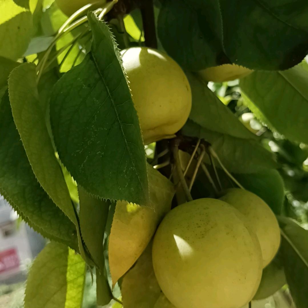洛阳涮牛肚