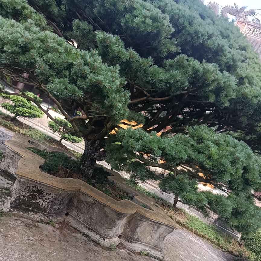 梦的影子
