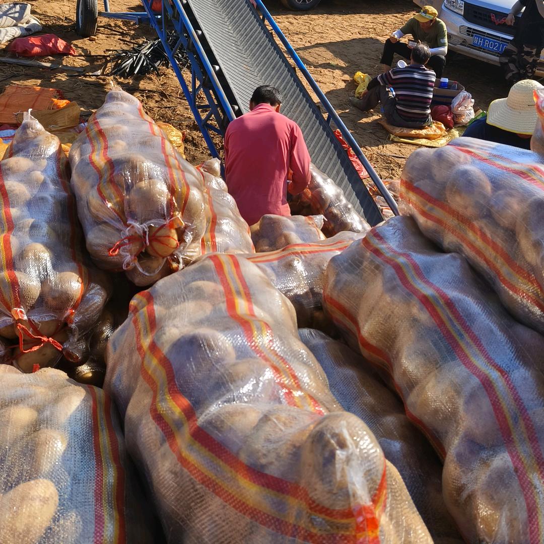 陕南土豆哥小李