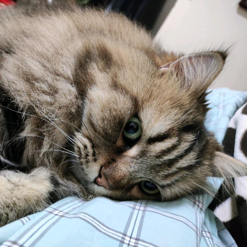 江南雾笼烟雨遥