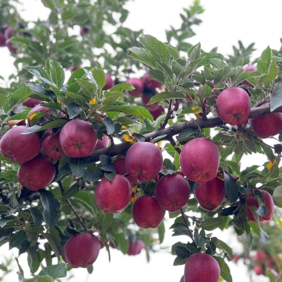 果娃日记🌹