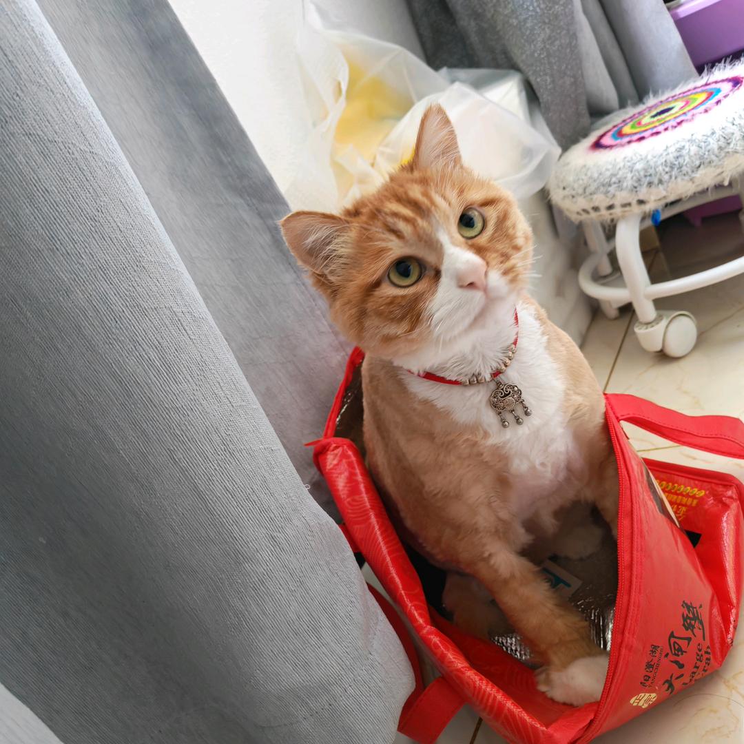 绿杨，