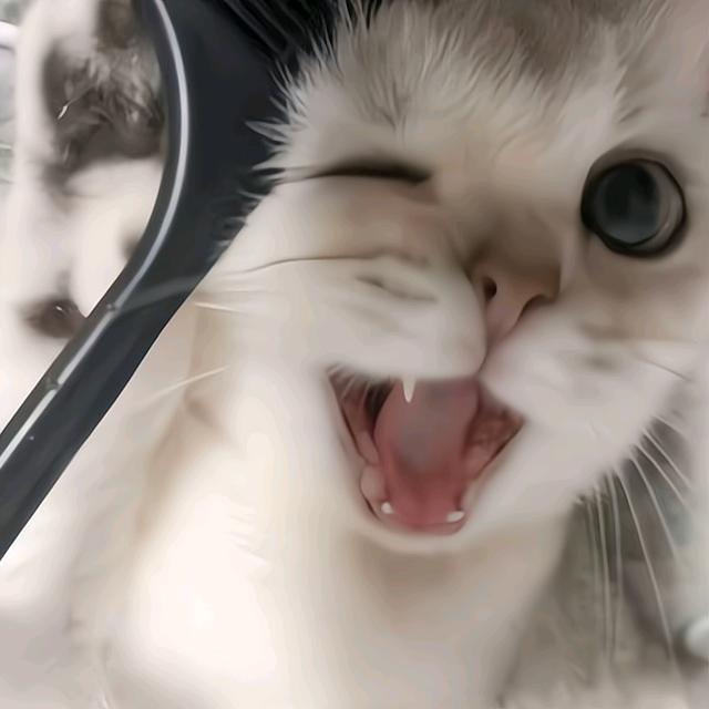 小猫（速赢电竞）