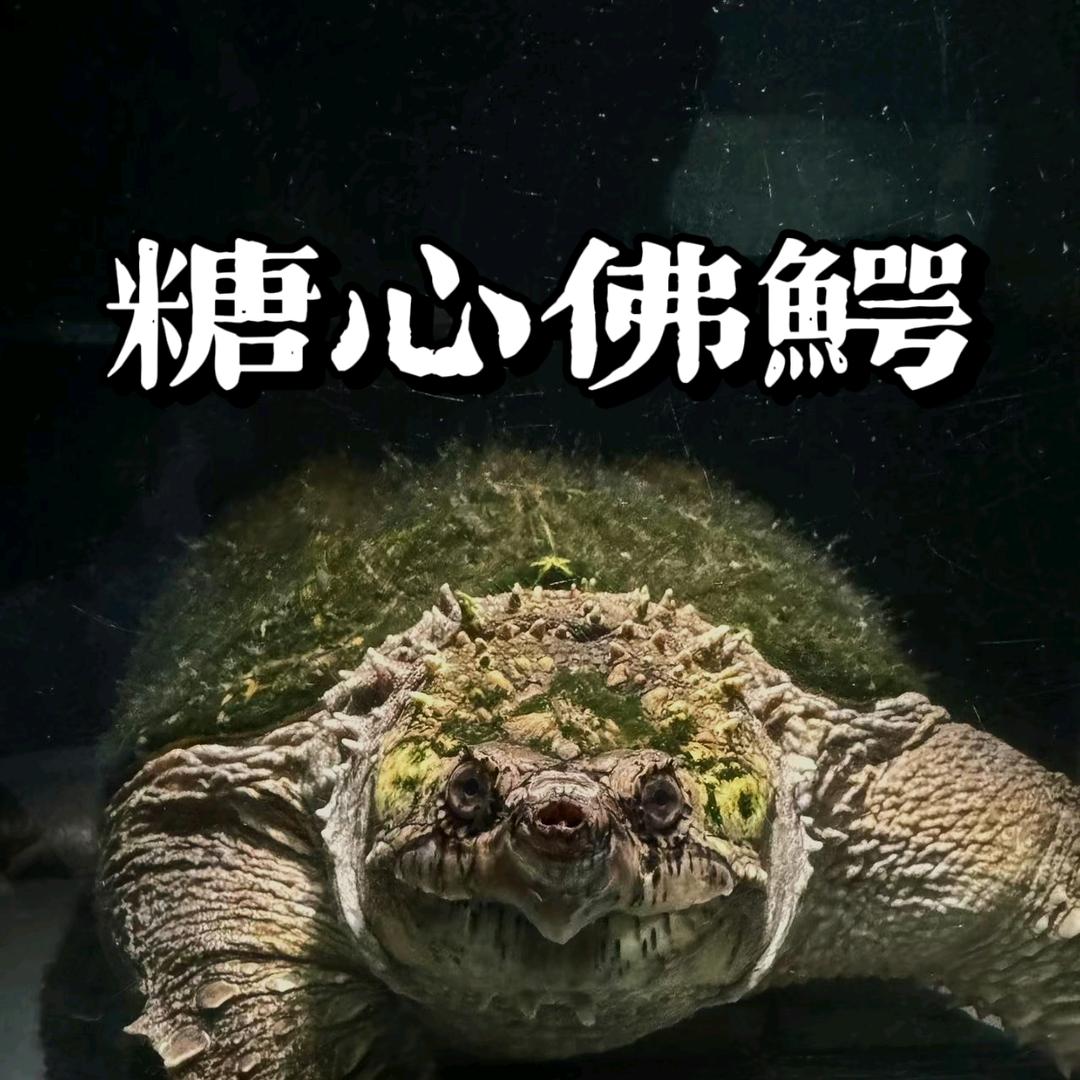 小雨佛鳄