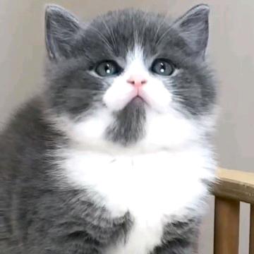 御，猫