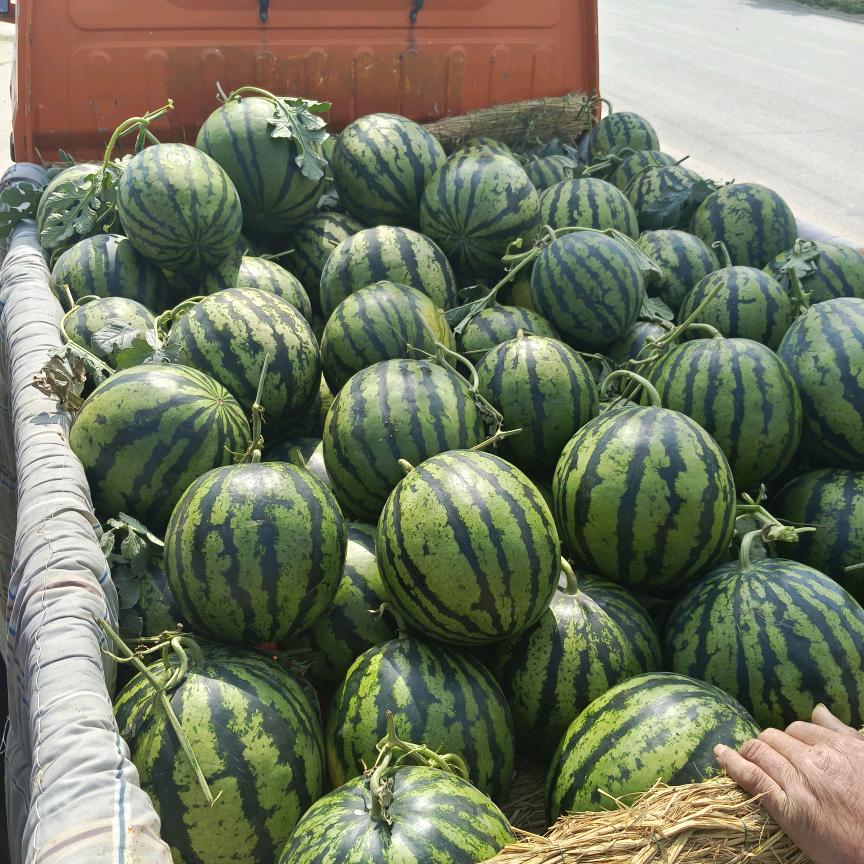 好运爆俩西瓜棚