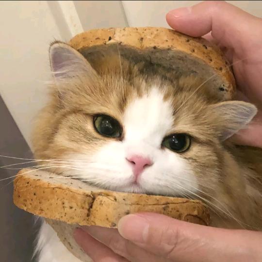 被鱼养的小猫