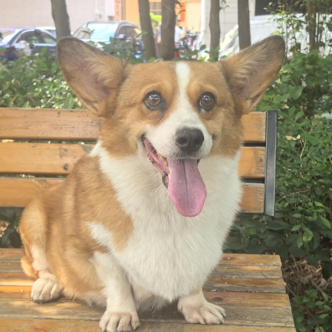 土豆#十七是只柯基