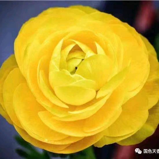 ཨོ་