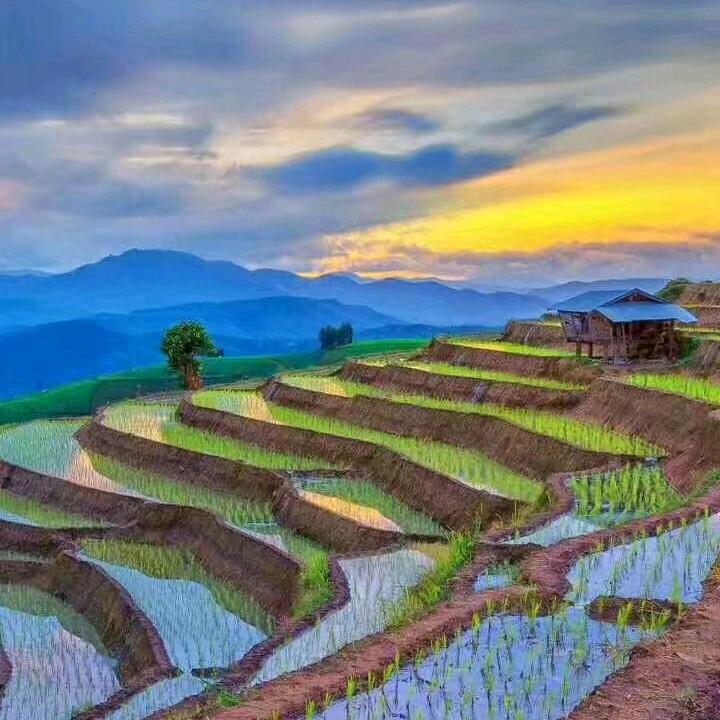 喜心悦目园艺旗舰店
